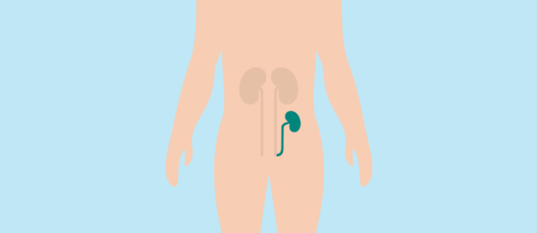 Illustration of a kidney location in body